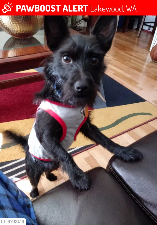 Lost dog in Lakewood, WA, 98499