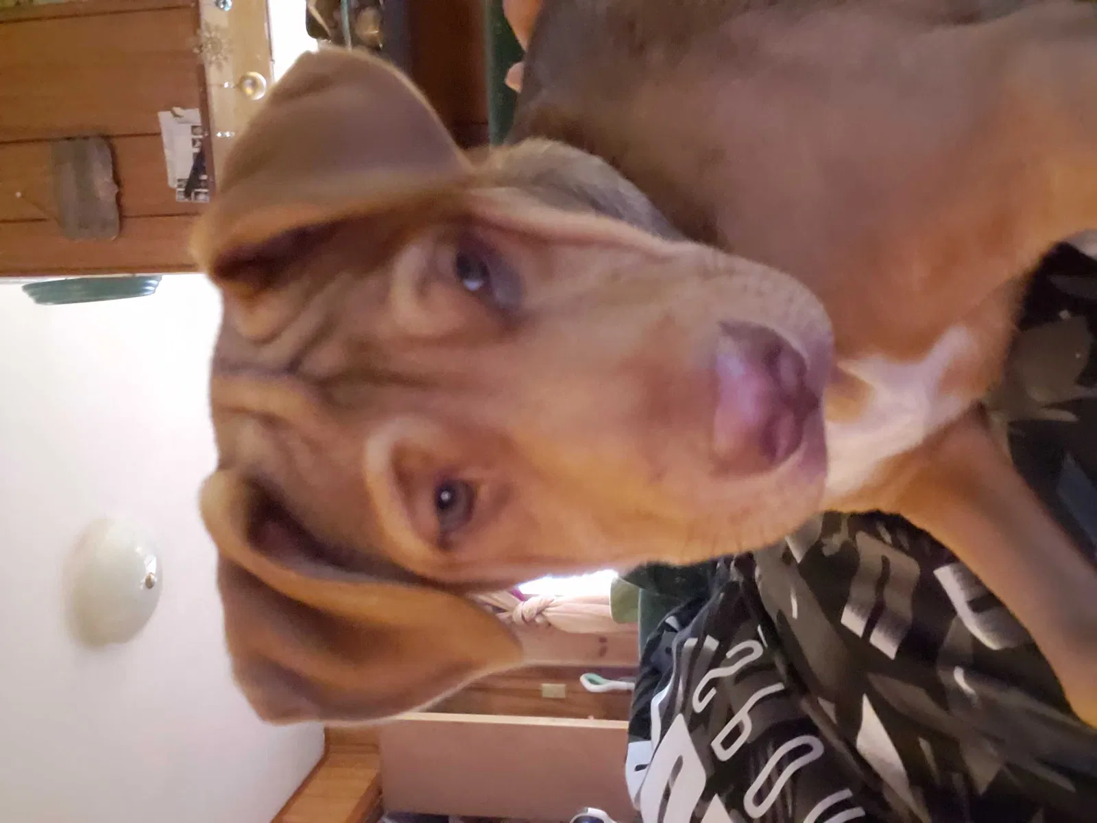 Lost dog in Mineral Springs, AR, 71851