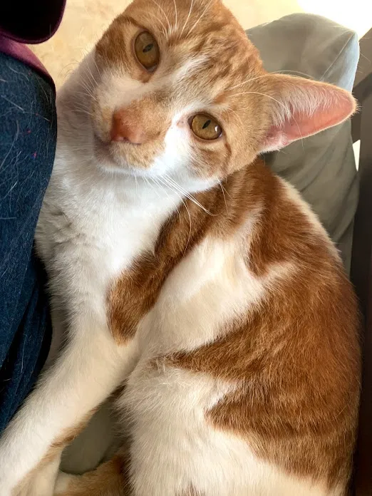 Lost cat in Corpus Christi, TX, 78418