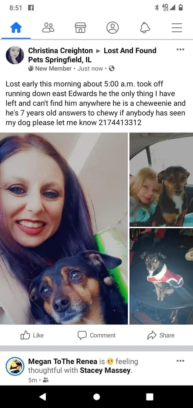 Lost dog in Springfield, IL, 62702