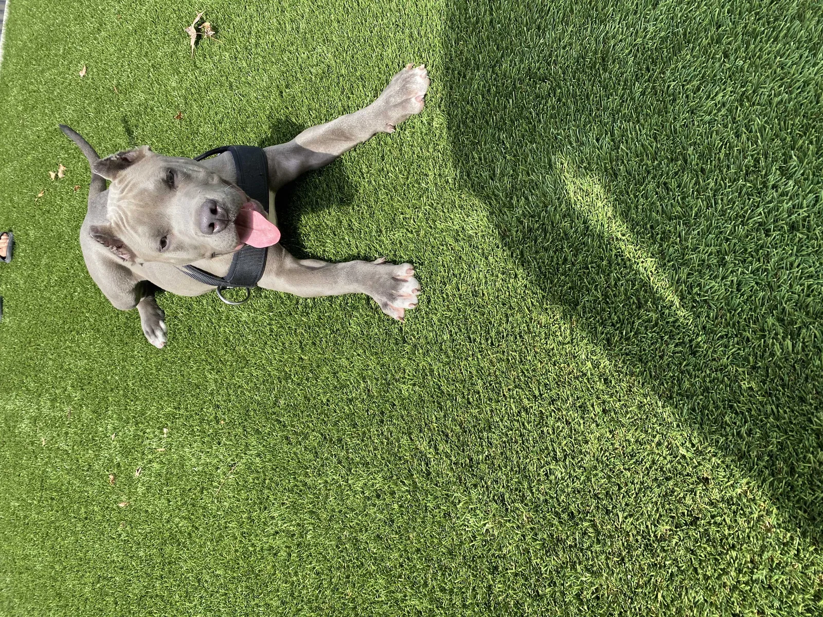Lost dog in Tyler, TX, 75701