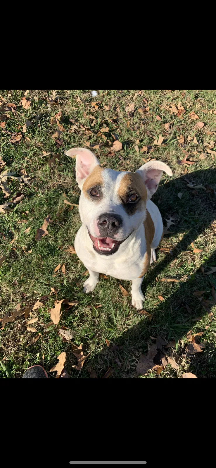 Lost dog in Finger, TN, 38334