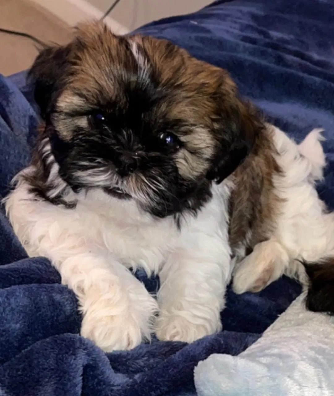 Lost dog in Mooresville, NC, 28115