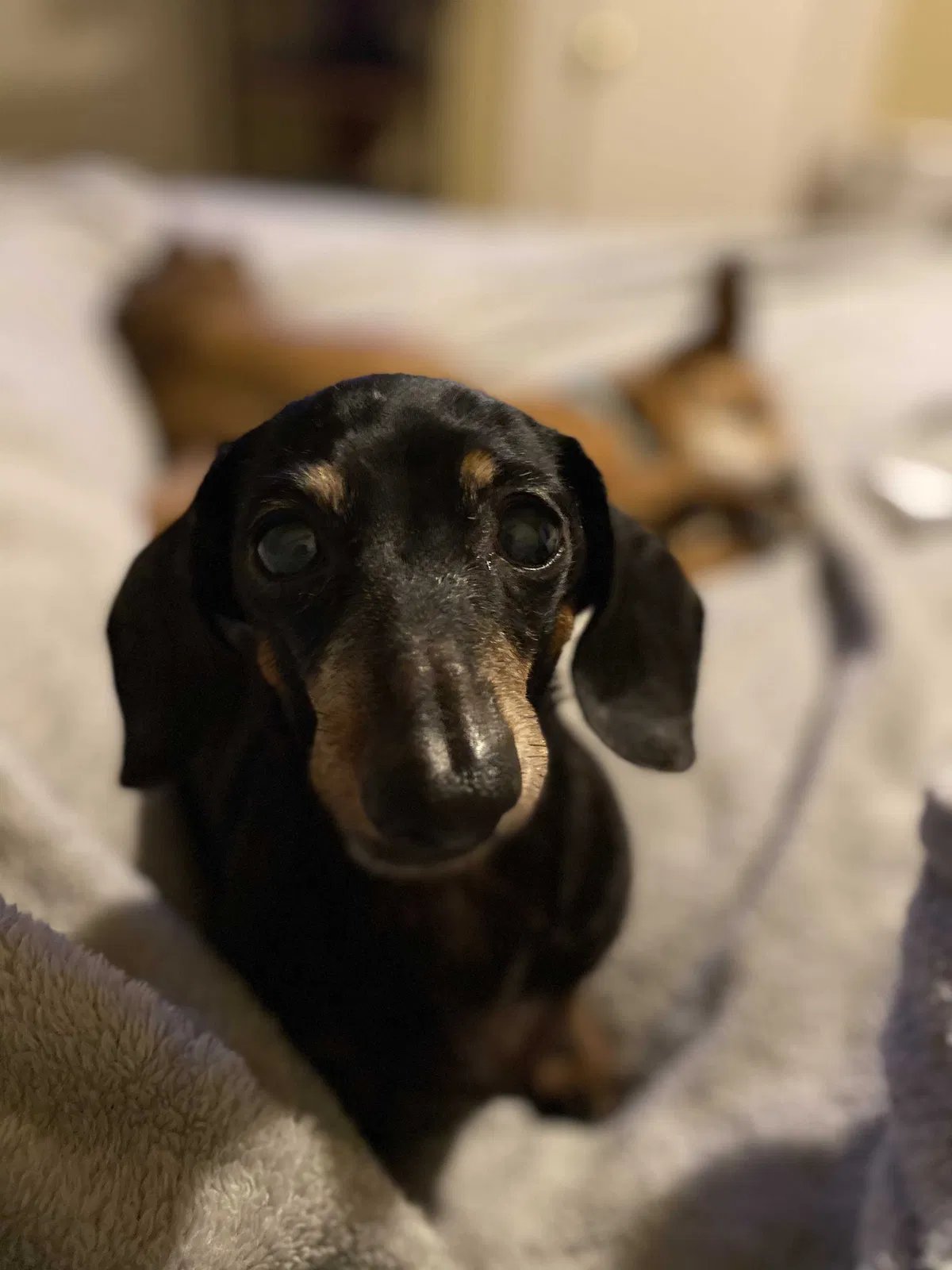 Lost dog in Oklahoma City, OK, 73114