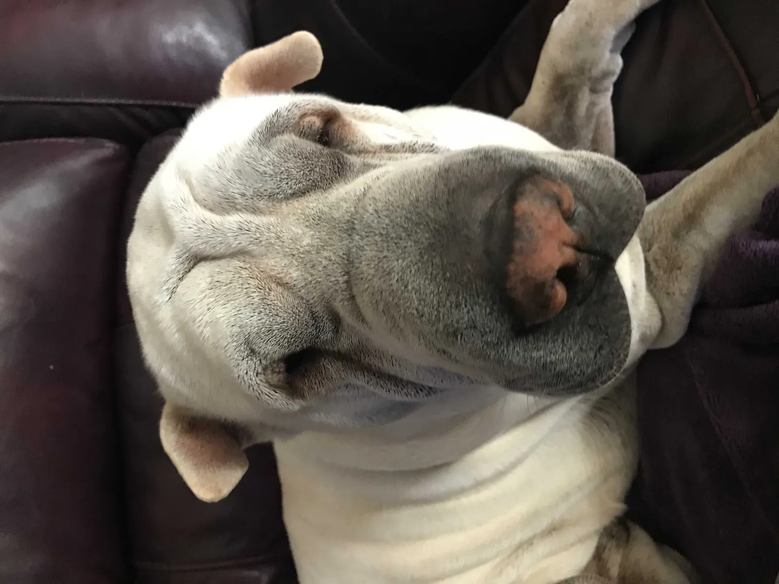 Lost dog in El Paso, TX, 79924