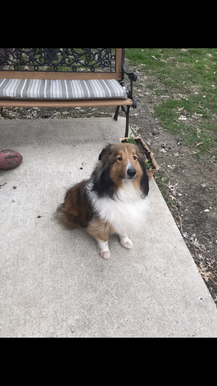 Lost dog in Crawfordsville, IN, 47933