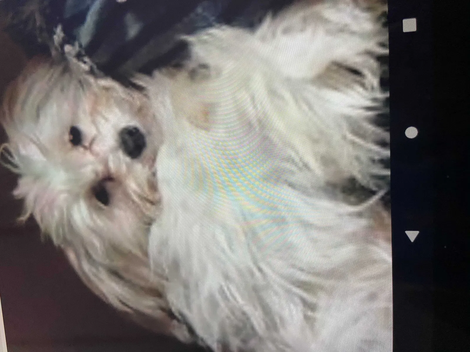 Lost dog in Lockbourne, OH, 43137