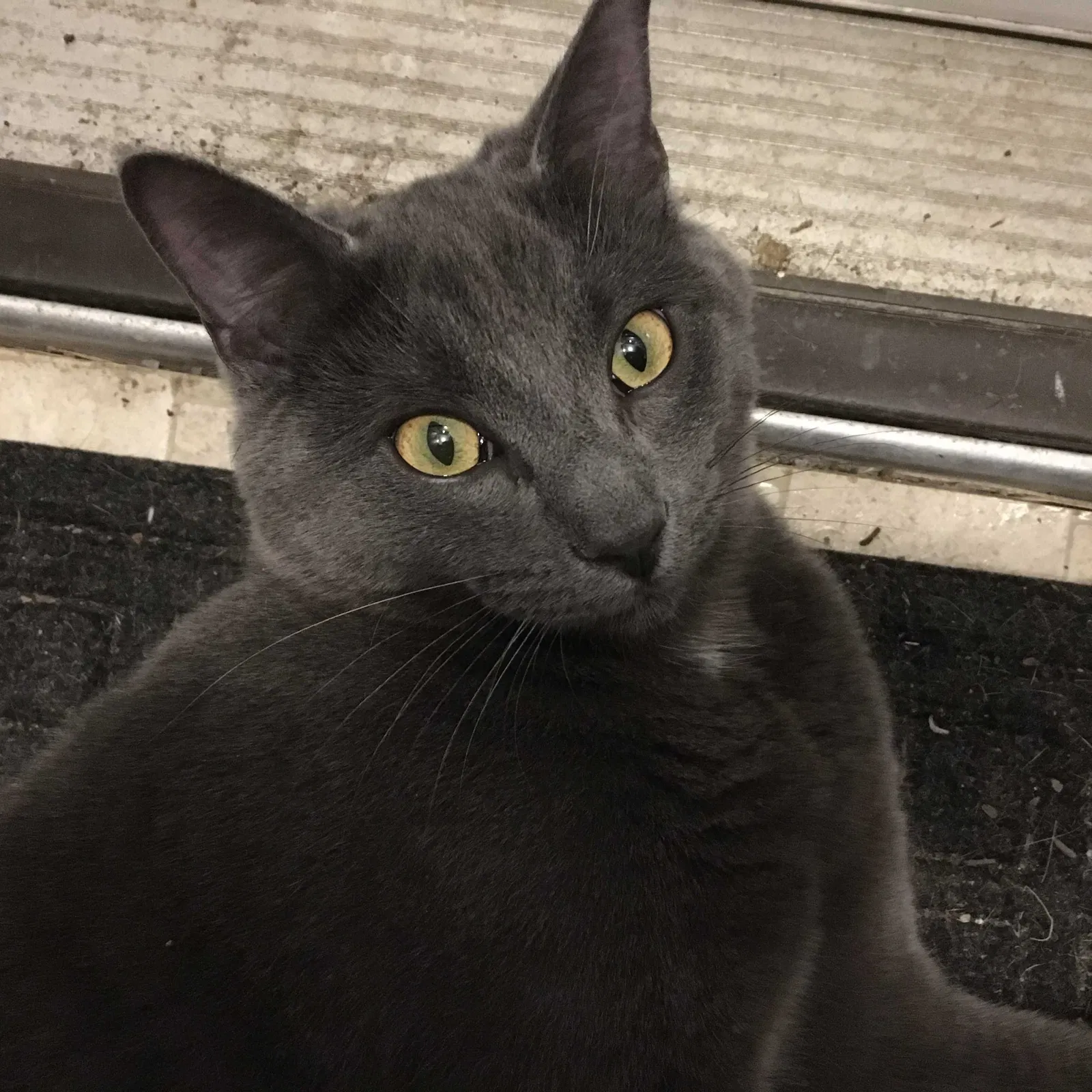 Lost cat in Cleveland, OH, 44121