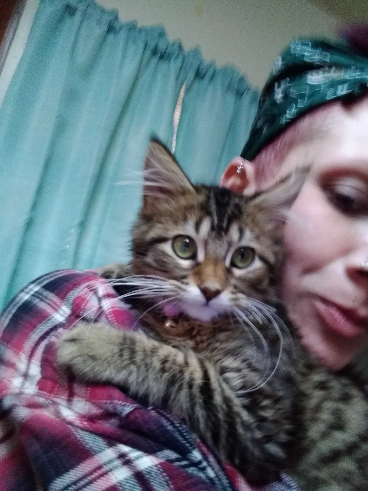 Lost cat in Clarksville, AR, 72830