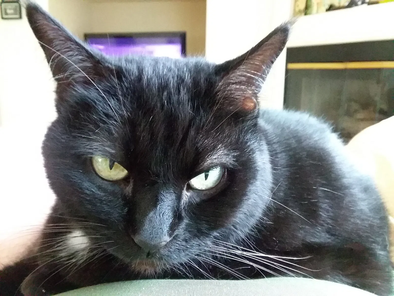 Lost cat in Melbourne, FL, 32940