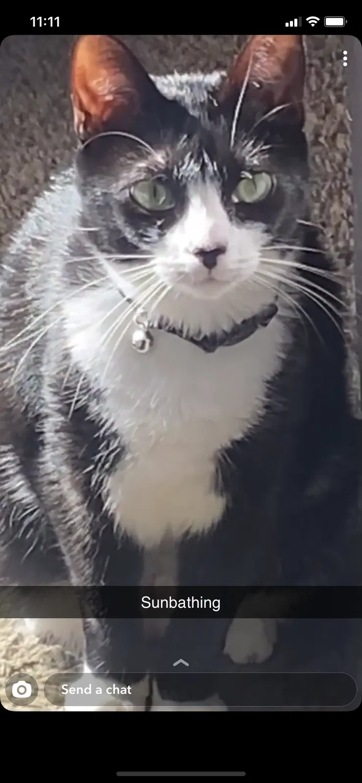 Lost cat in Davenport, FL, 33896
