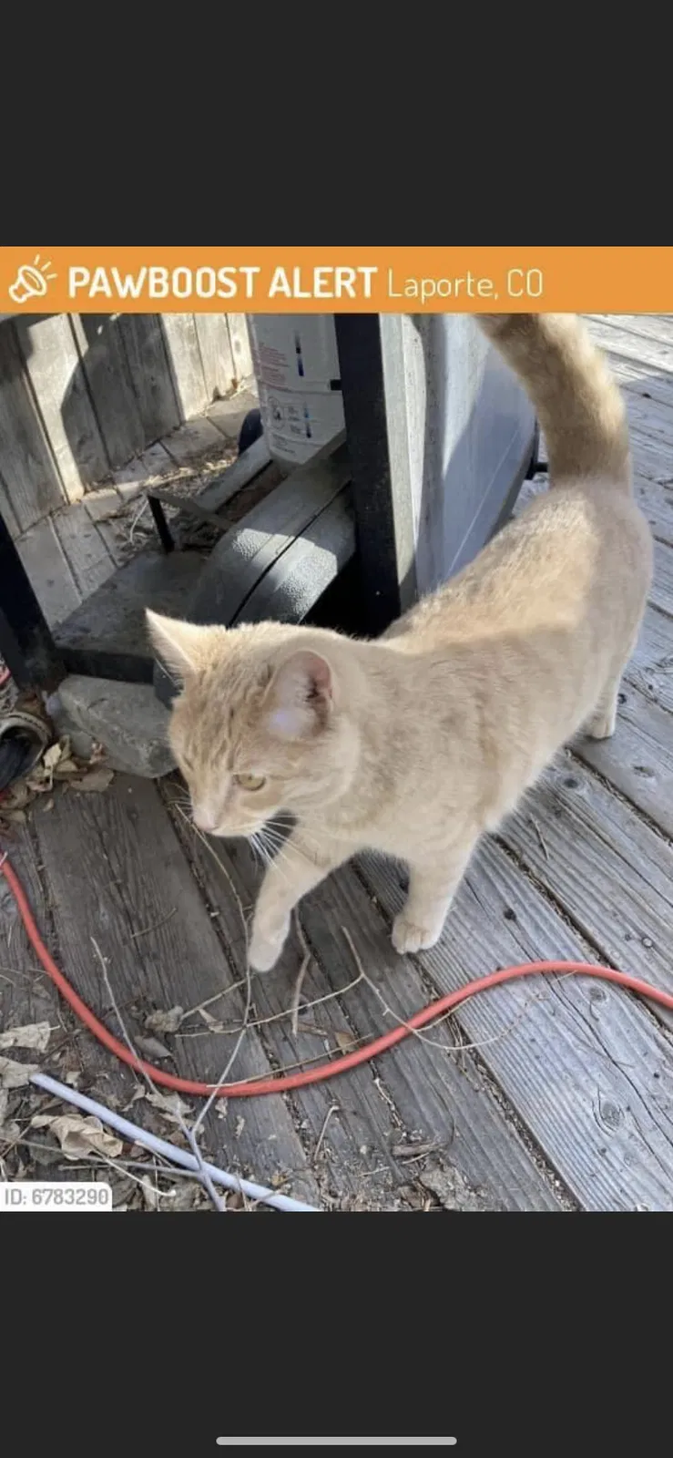 Lost cat in Loveland, CO, 80537