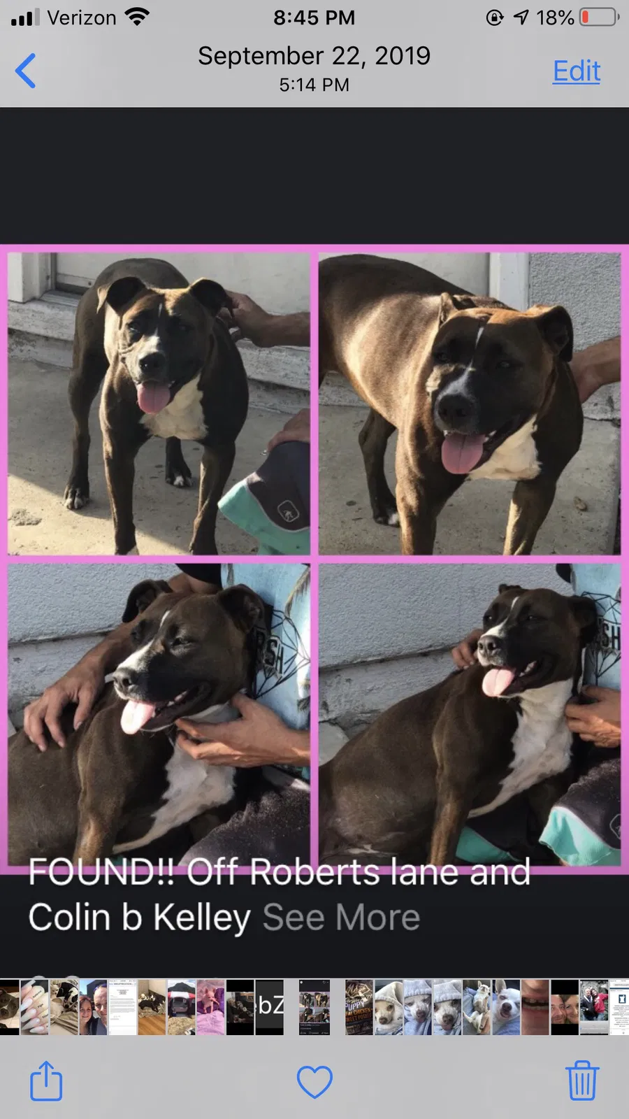 Lost dog in Bakersfield, CA, 93307