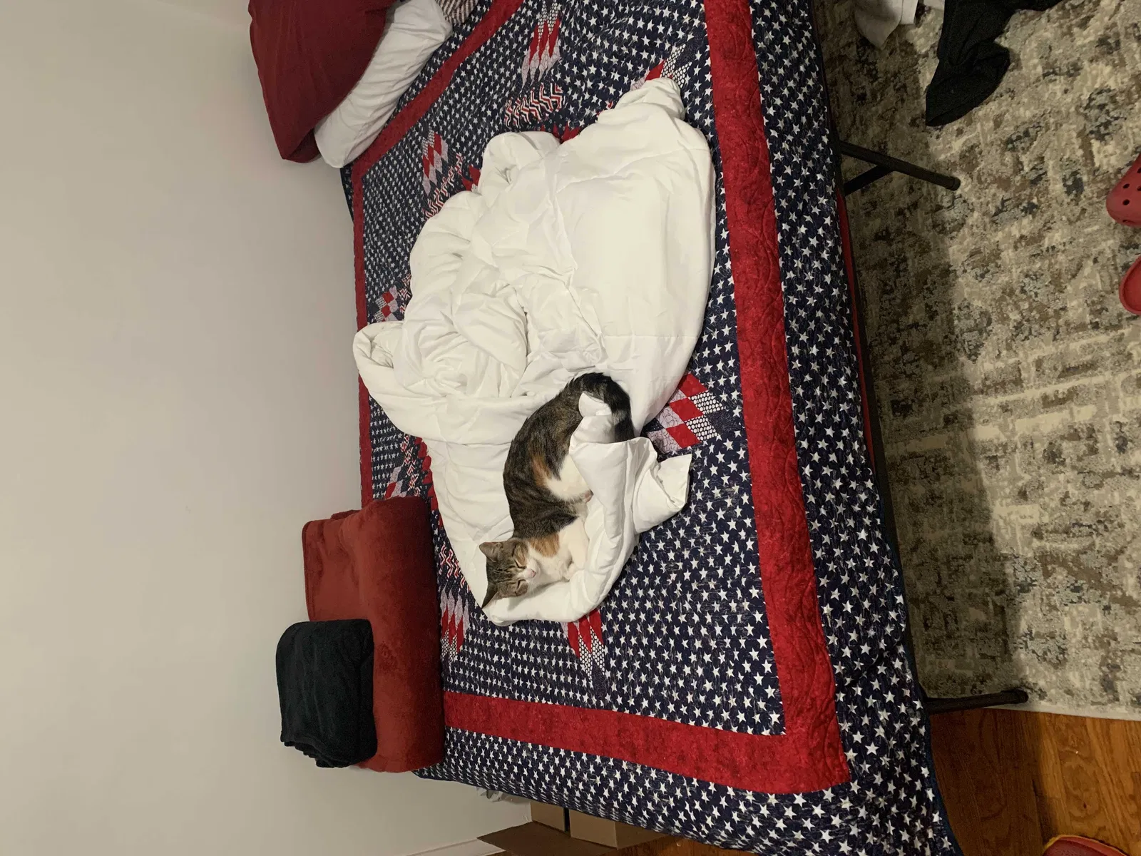 Lost cat in El Cajon, CA, 92020