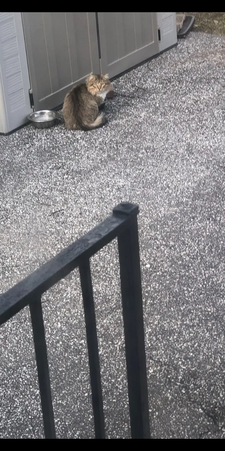 Lost cat in Parkville, MD, 21234