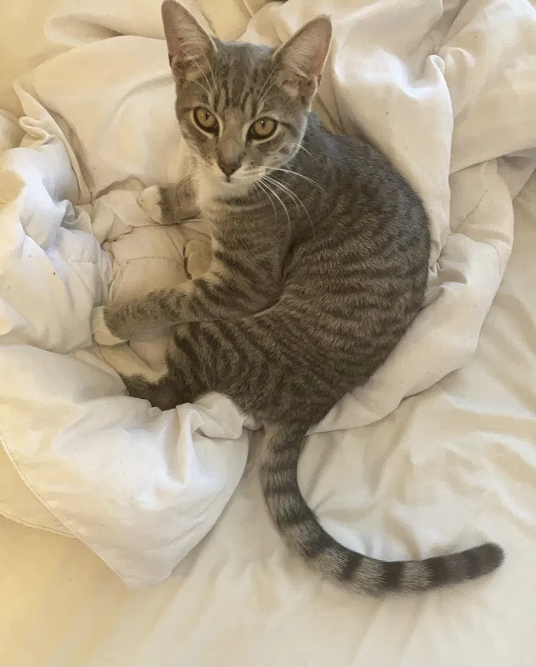 Lost cat in Pasadena, CA, 91104