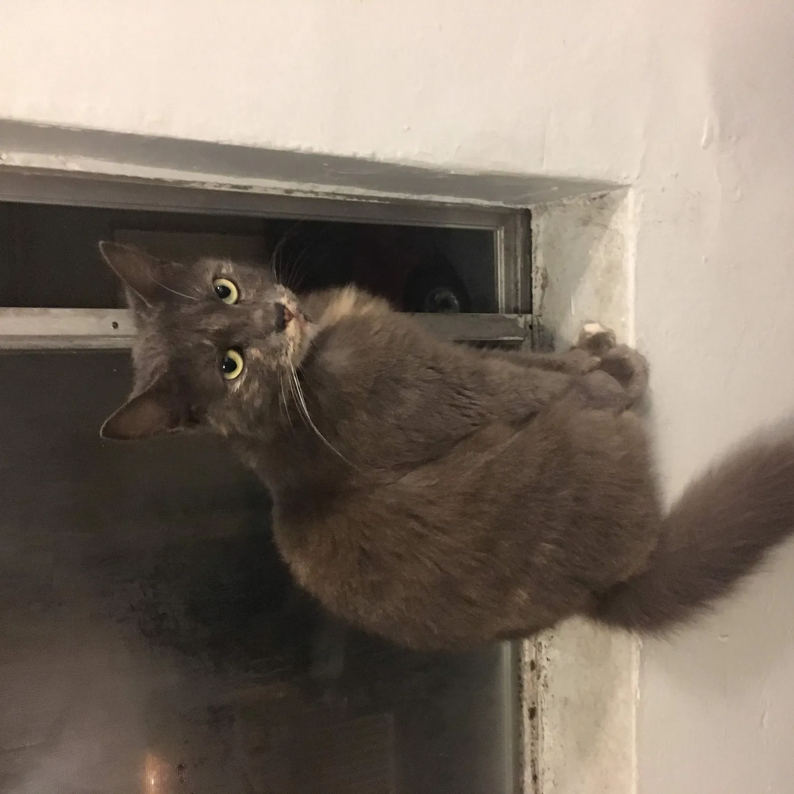 Lost cat in Long Beach, CA, 90813