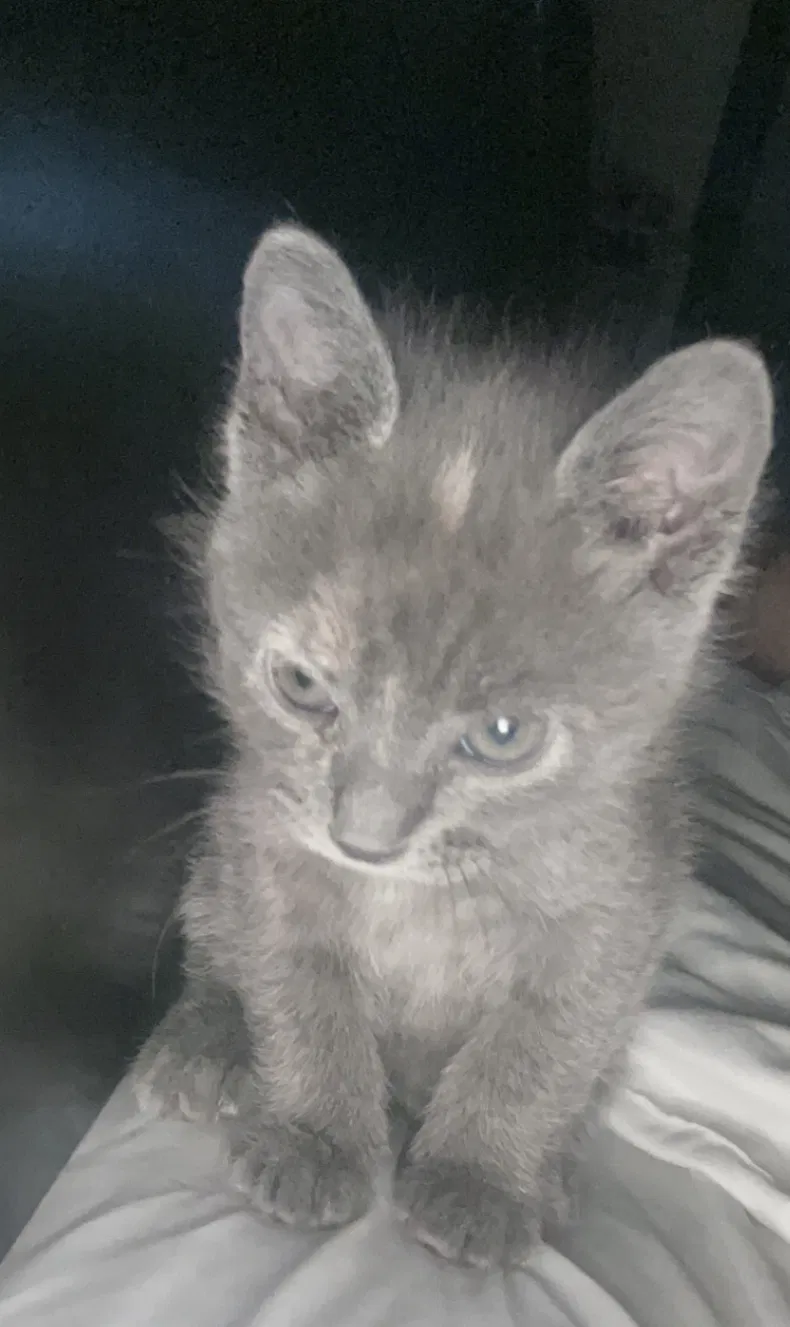 Lost cat in San Bernardino, CA, 92404