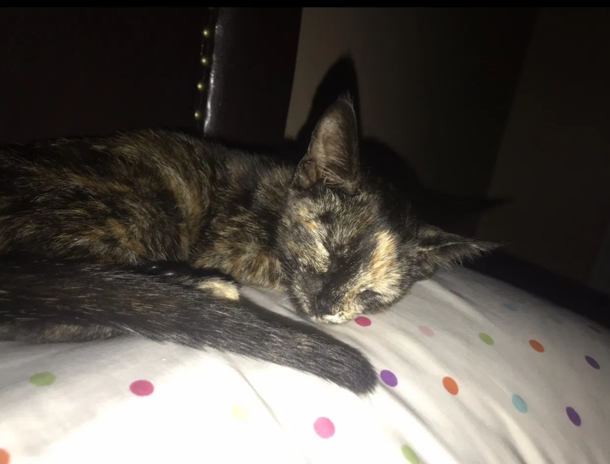 Lost cat in Linden, NC, 28356