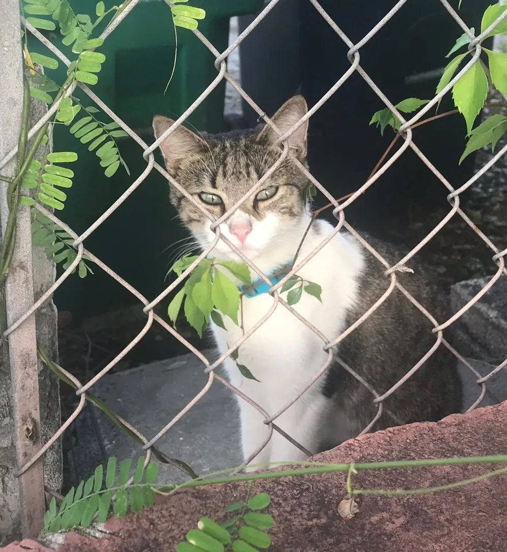 Lost cat in Hollywood, FL, 33020
