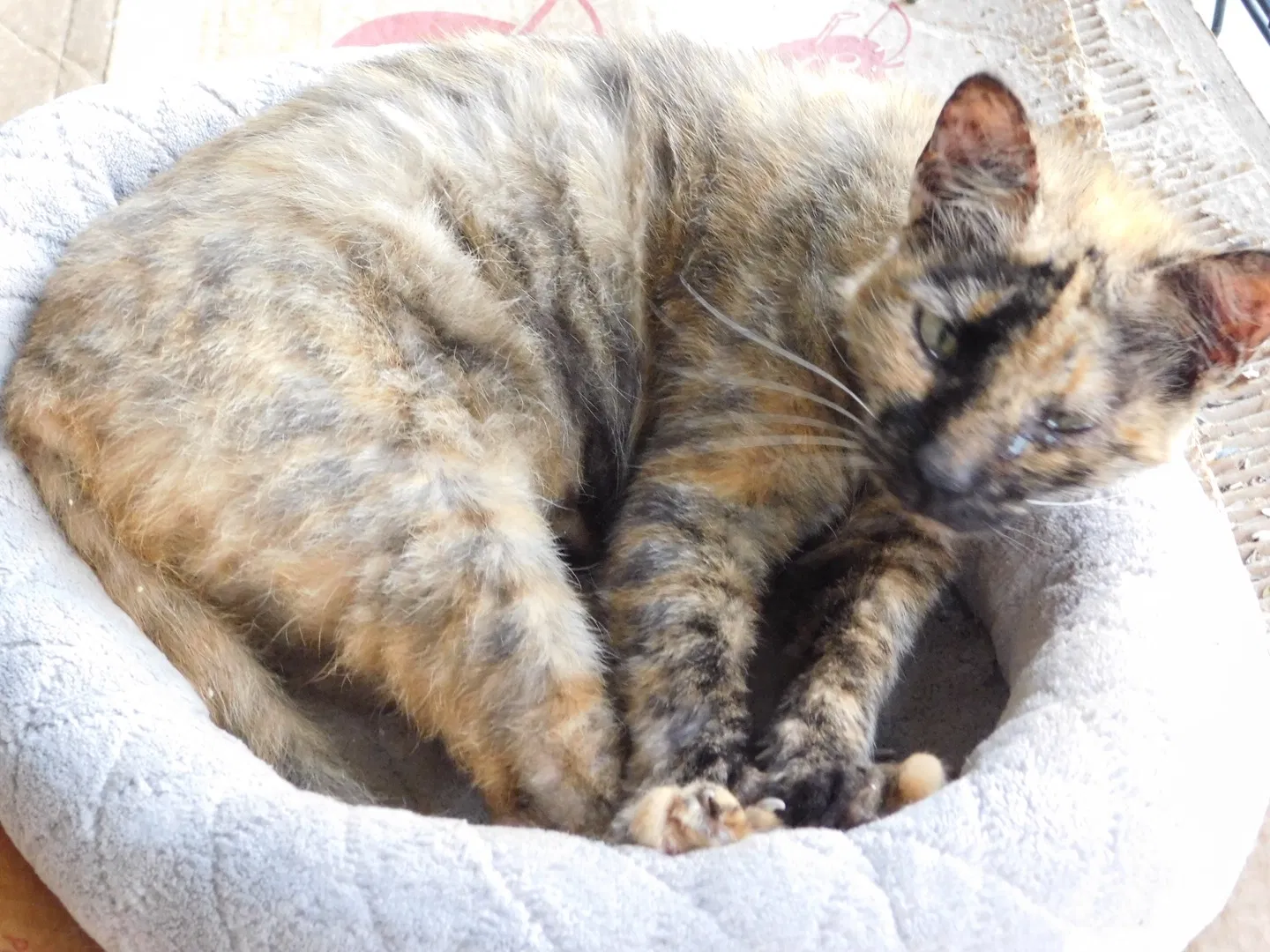 Lost cat in San Antonio, TX, 78254