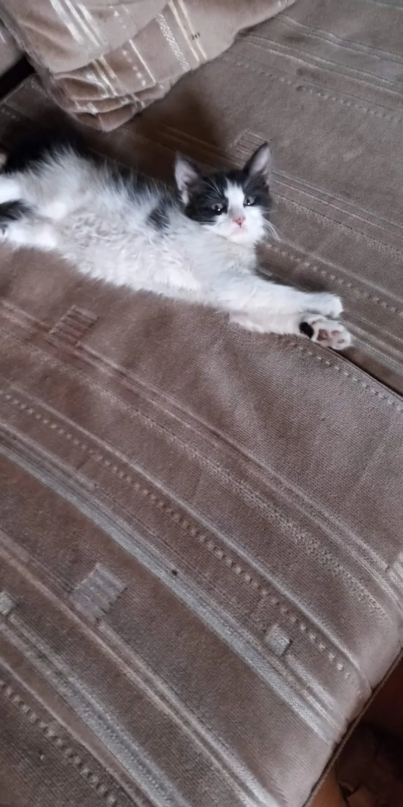 Lost cat in North Highlands, CA, 95660