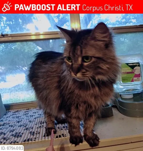 Lost cat in Corpus Christi, TX, 78413