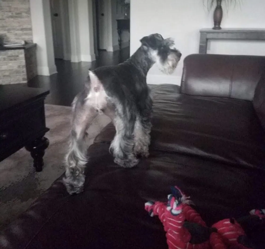 Lost dog in Burleson, TX, 76028