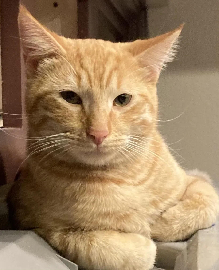 Lost cat in Upland, CA, 91784