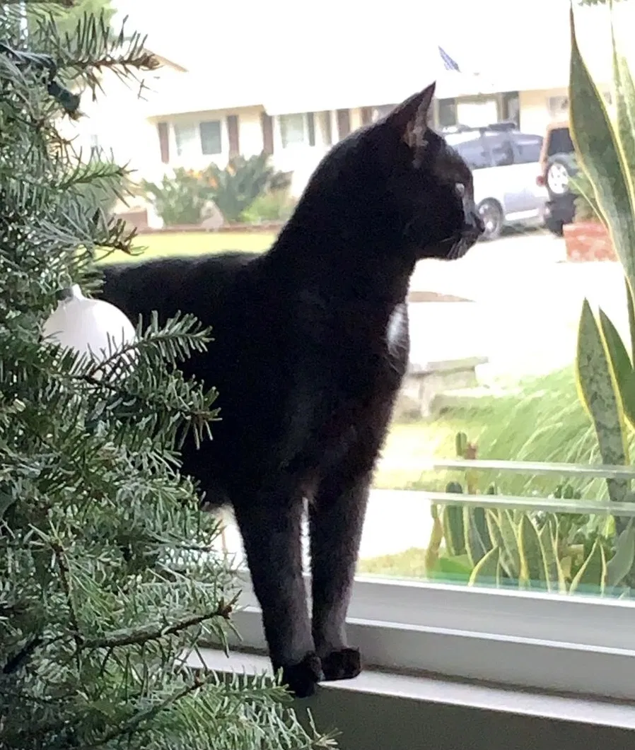 Lost cat in Fullerton, CA, 92835