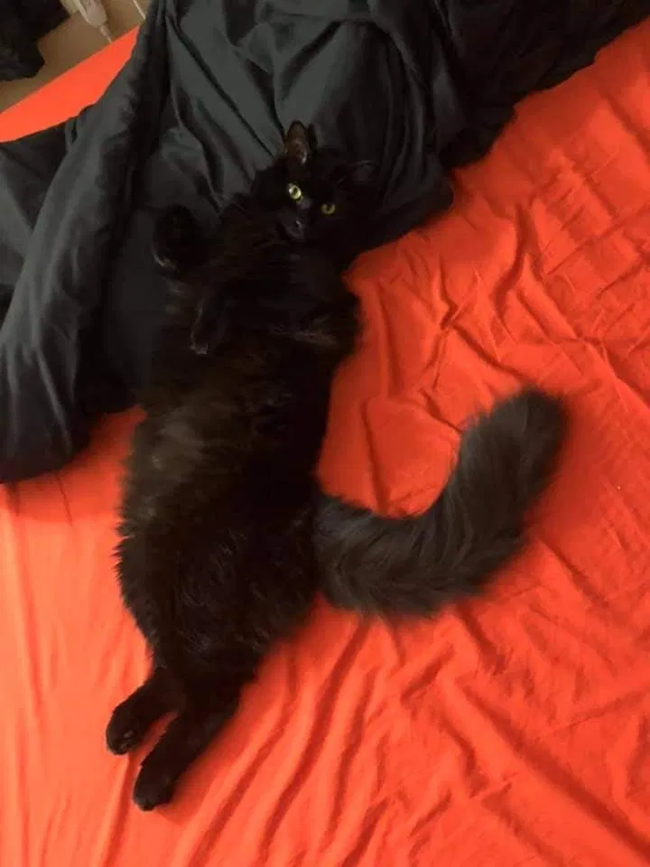 Lost cat in Upland, CA, 91786