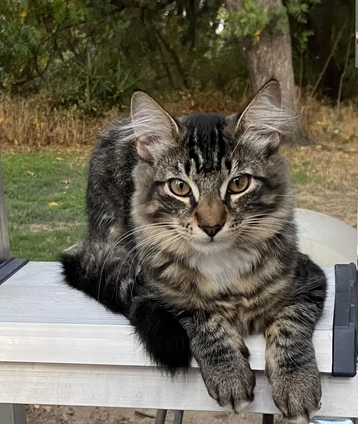 Lost cat in Sacramento, CA, 95832
