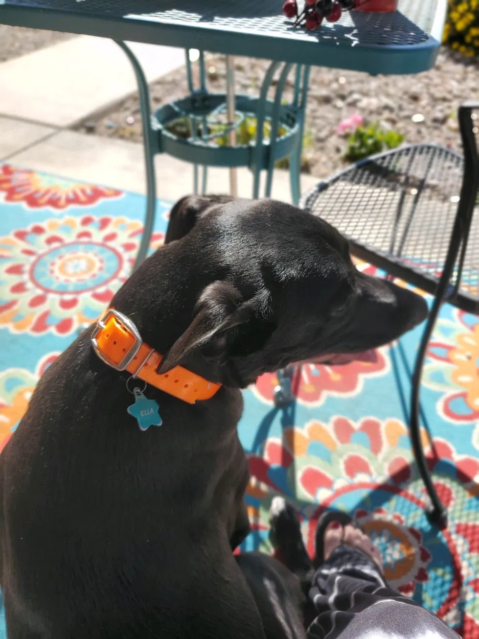 Lost dog in Fontana, CA, 92336