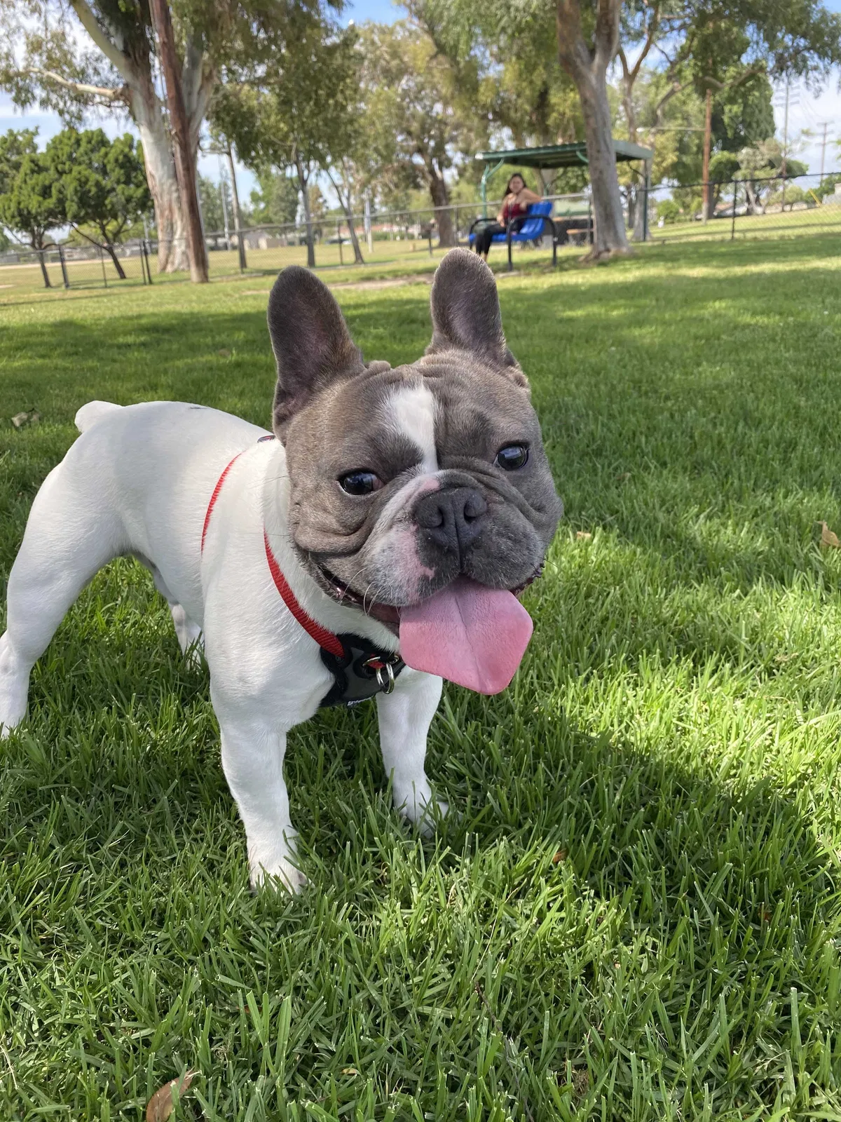 Lost dog in Pomona, CA, 91766