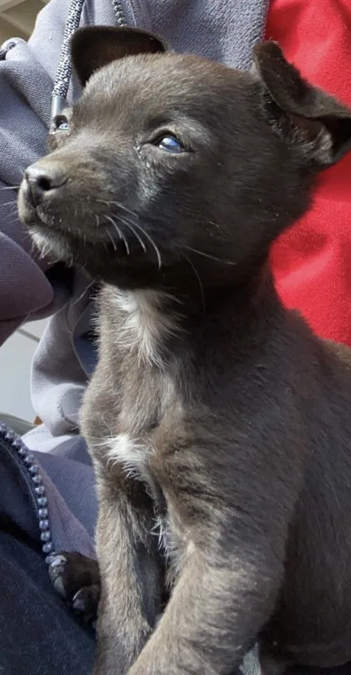Lost dog in San Bernardino, CA, 92407