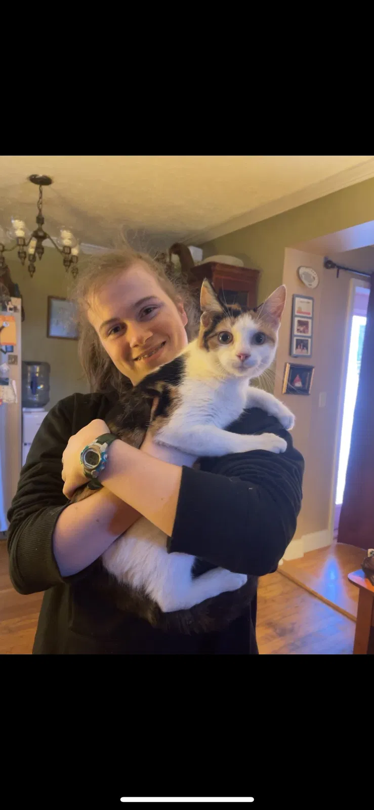 Lost cat in Newport, TN, 37821