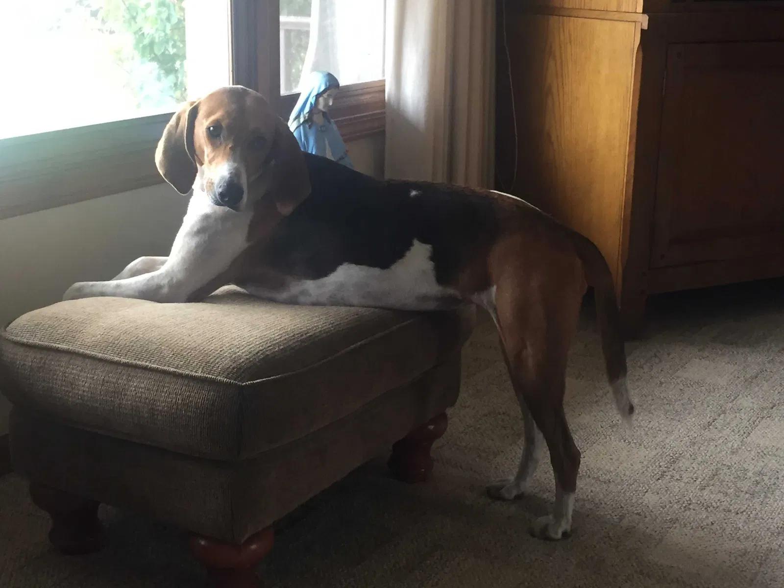Lost dog in Wayland, MI, 49348