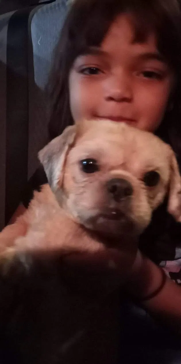 Lost dog in Rochester, NY, 14621