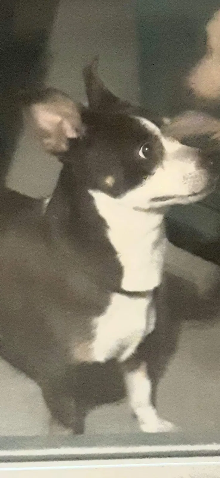 Lost dog in Glendale, AZ, 85306
