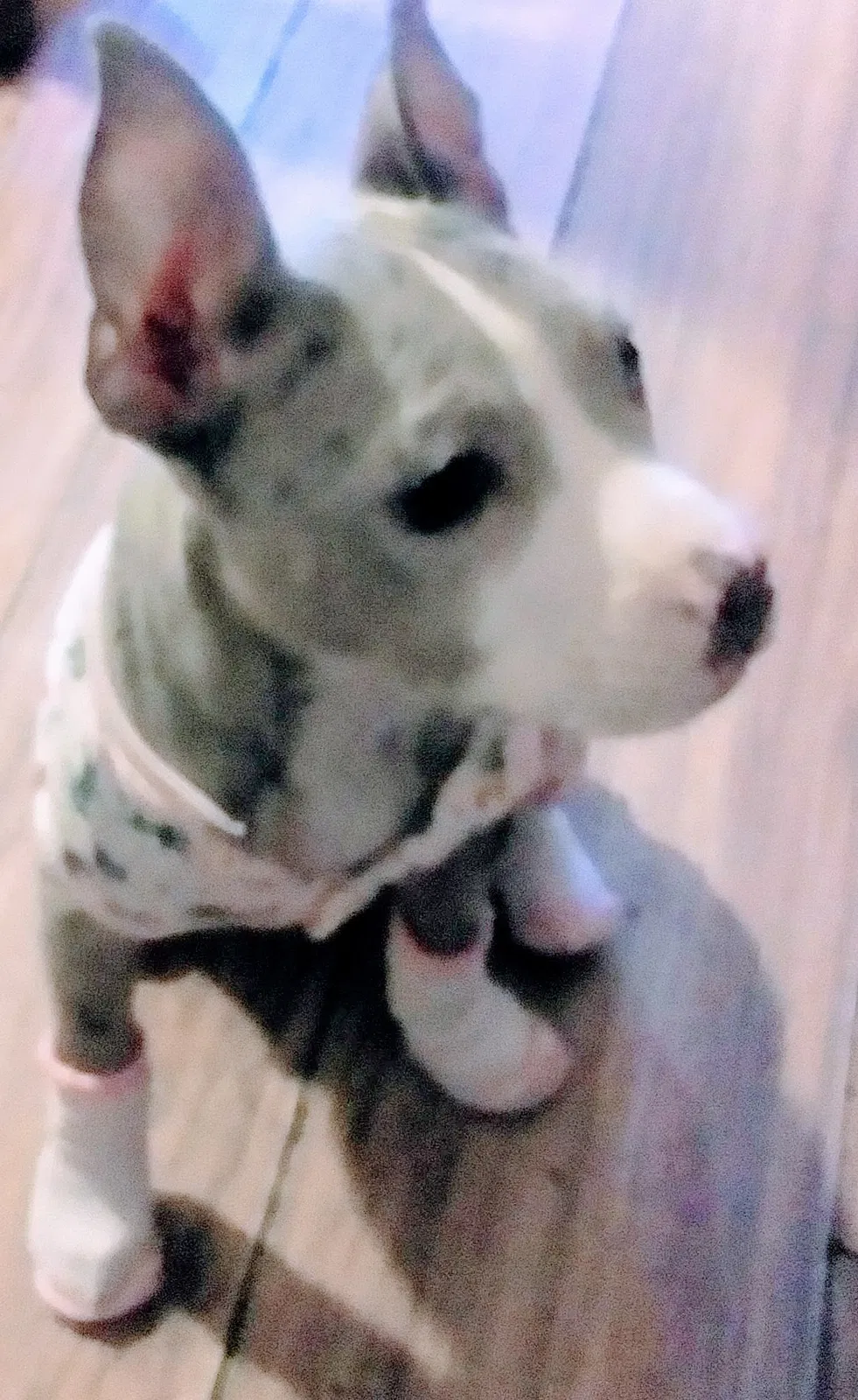Lost dog in Portland, OR, 97220