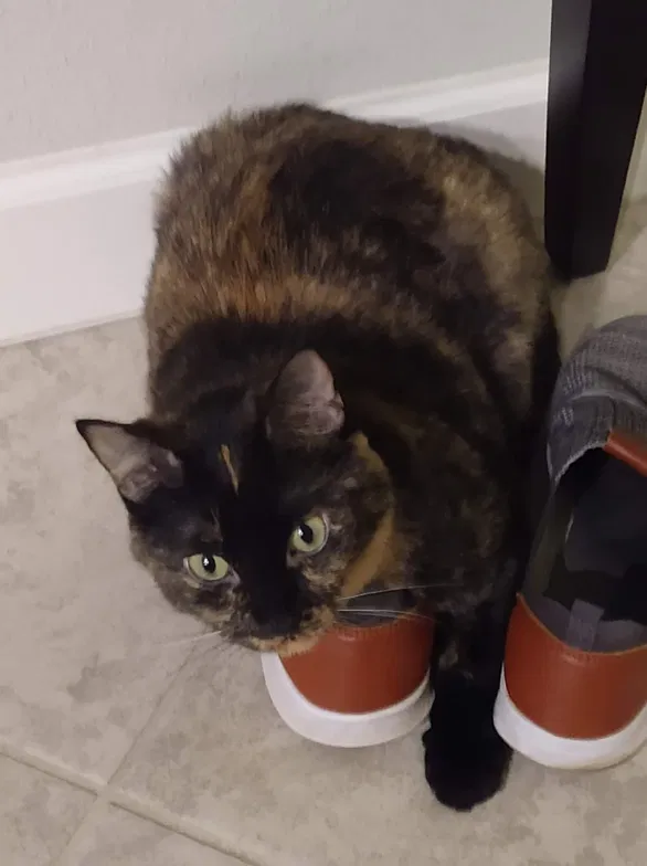 Lost cat in Saint Cloud, FL, 34771
