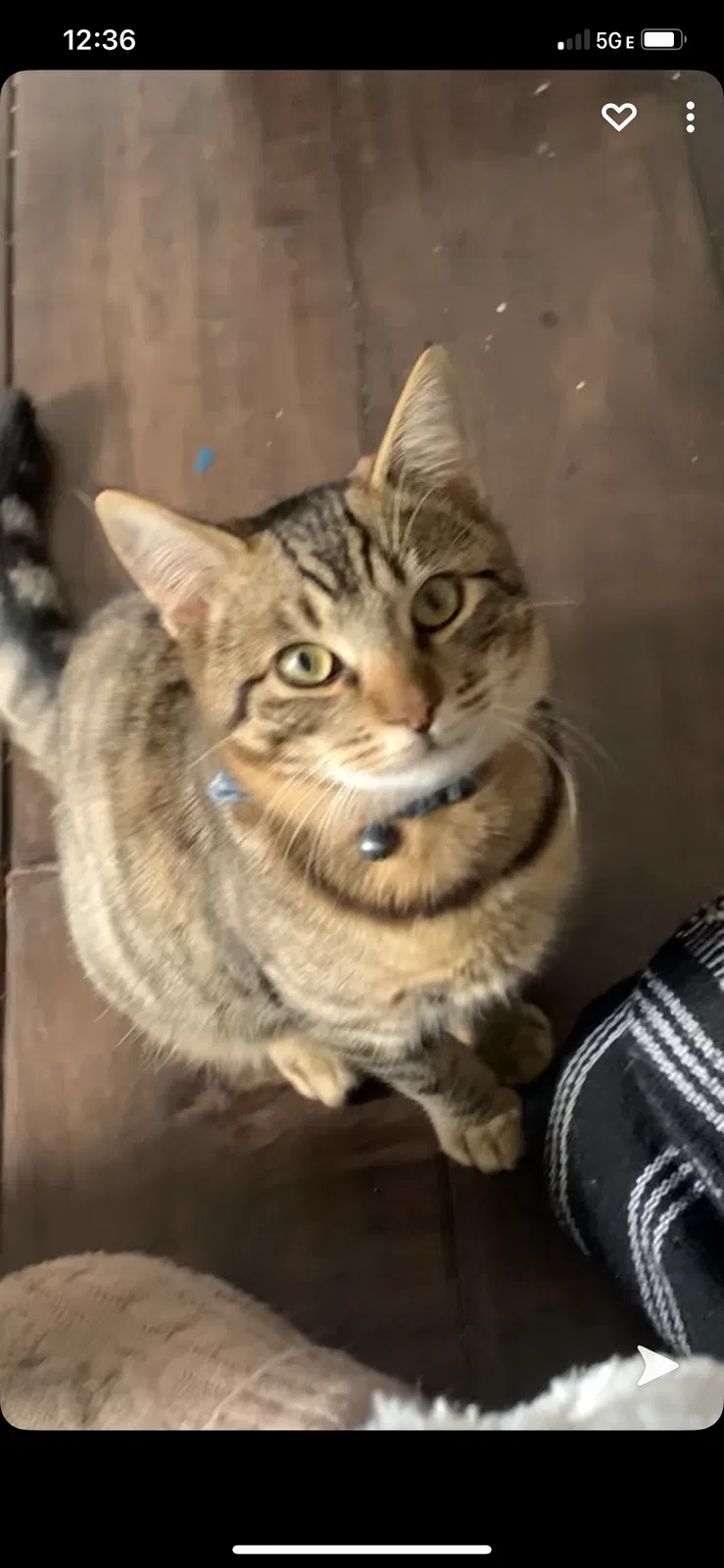Lost cat in Lemon Grove, CA, 91945