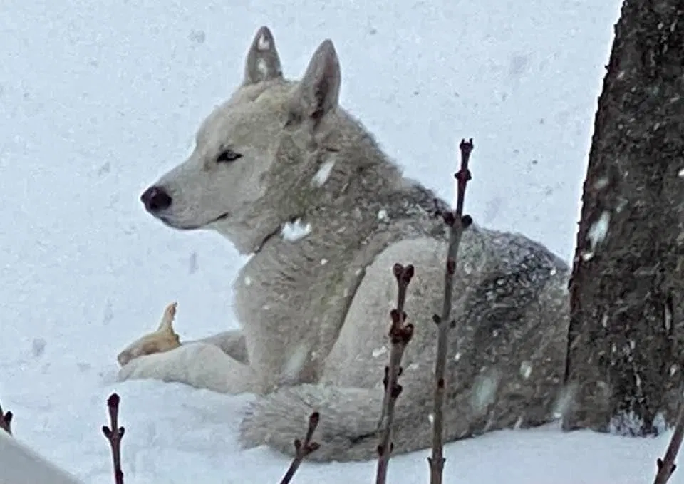 Lost dog in Green Lane, PA, 18054