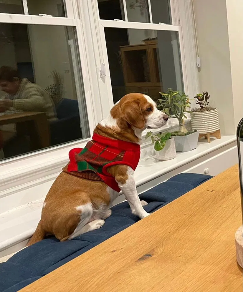 Lost dog in Winston Salem, NC, 27104