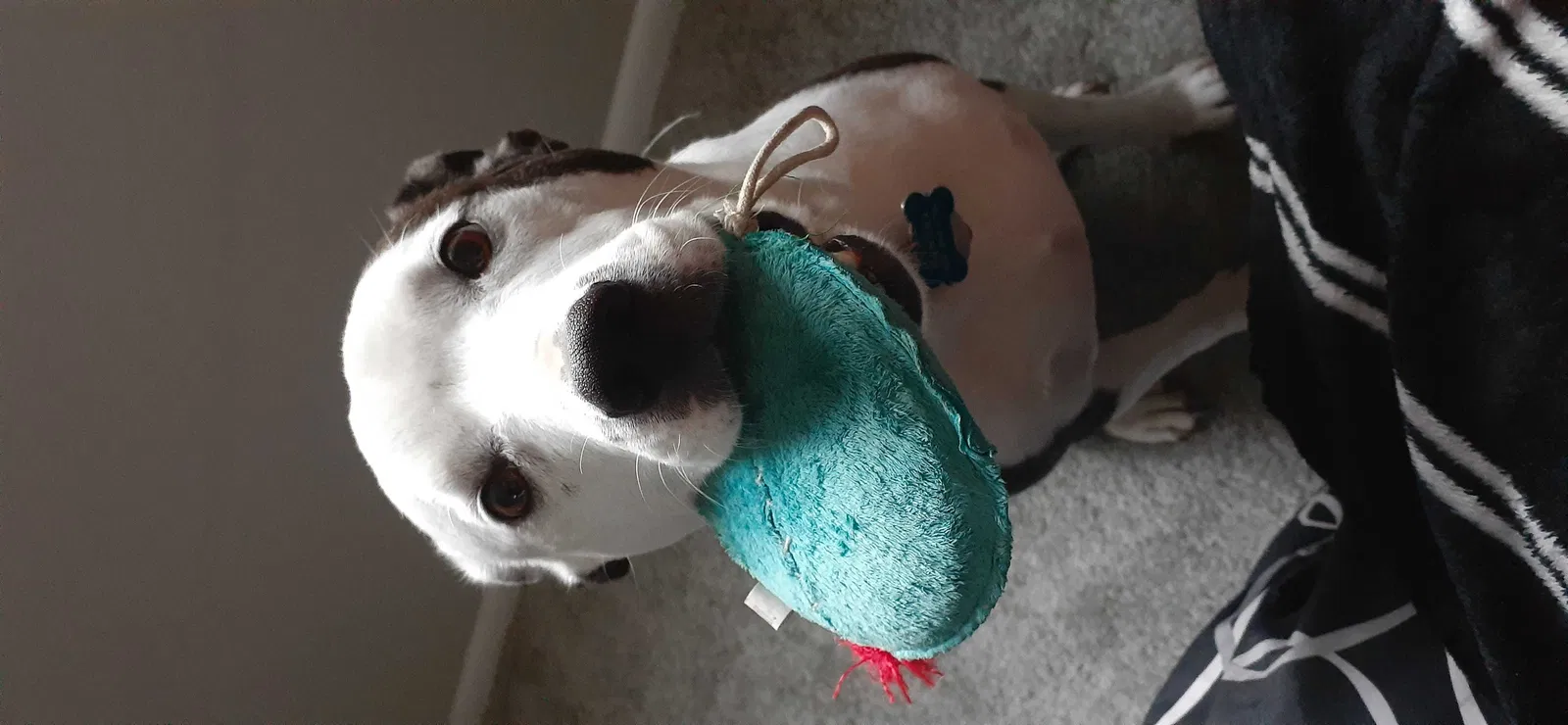 Lost dog in Mesa, AZ, 85202