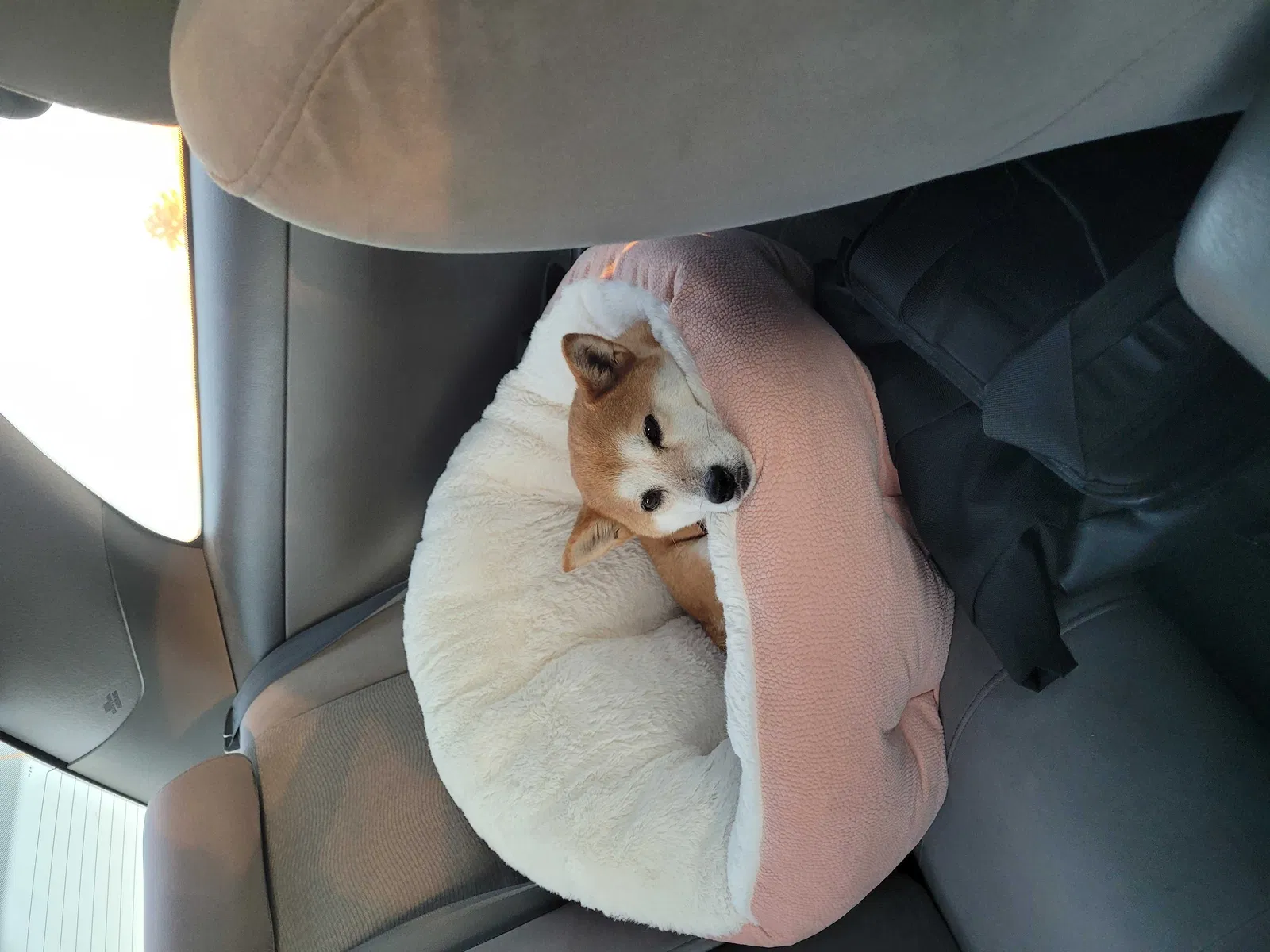 Lost dog in Fort Worth, TX, 76104