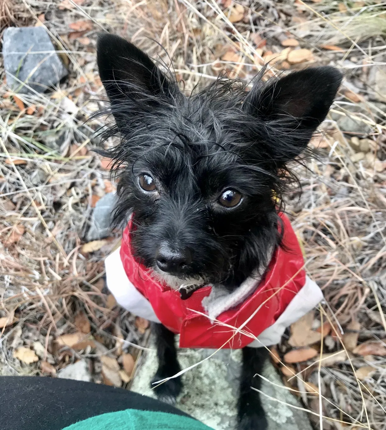 Lost dog in Tucson, AZ, 85716