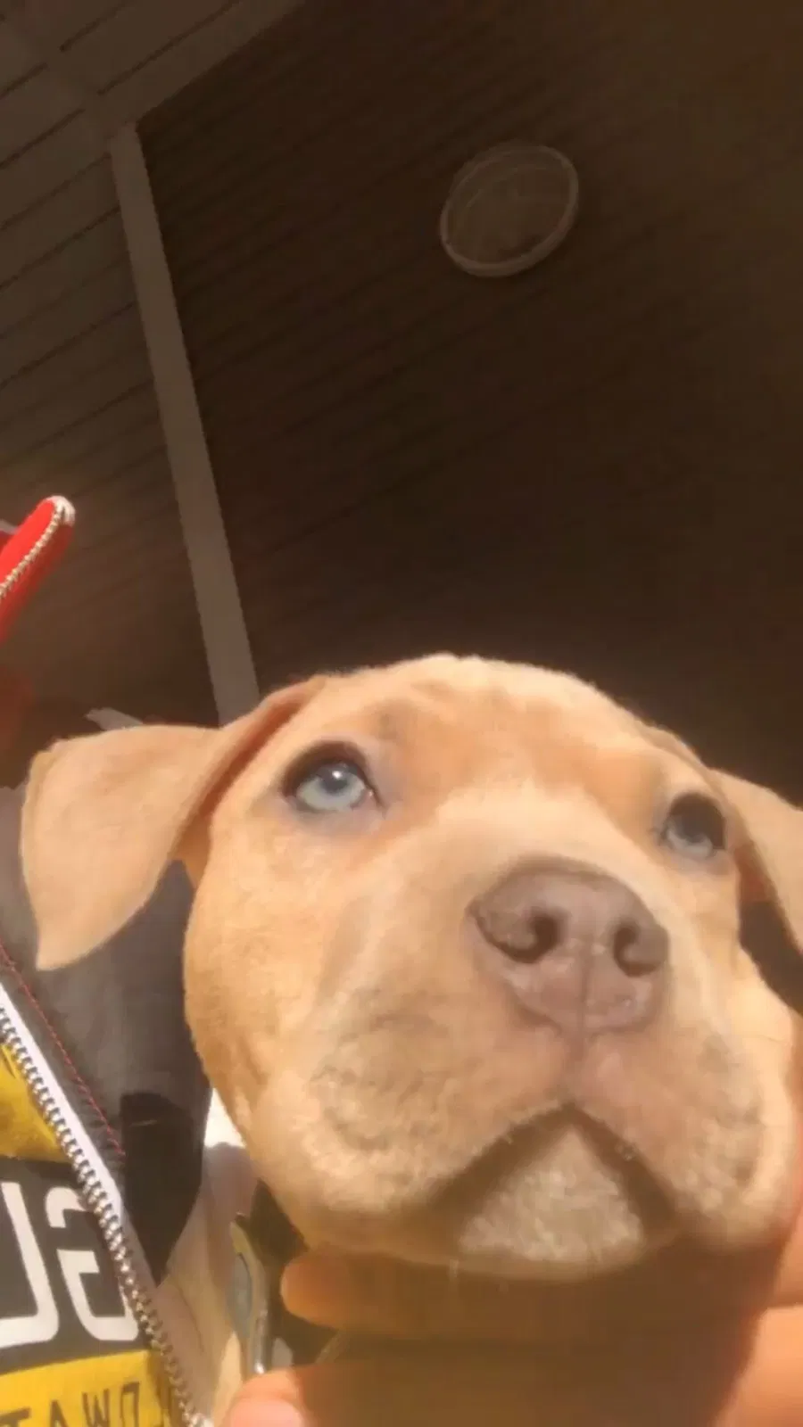 Lost dog in Jackson, MS, 39209