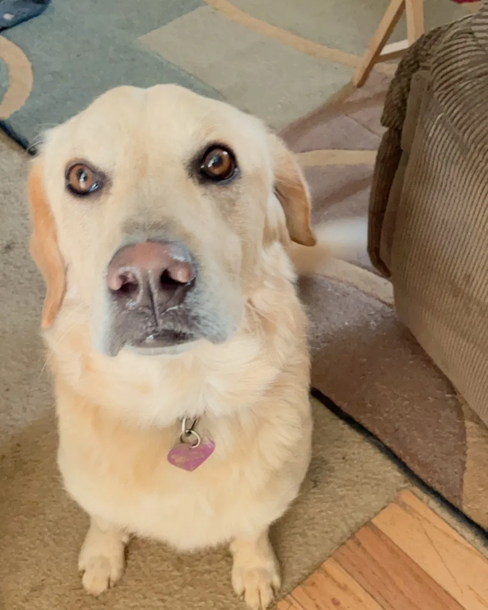Lost dog in Knoxville, TN, 37915