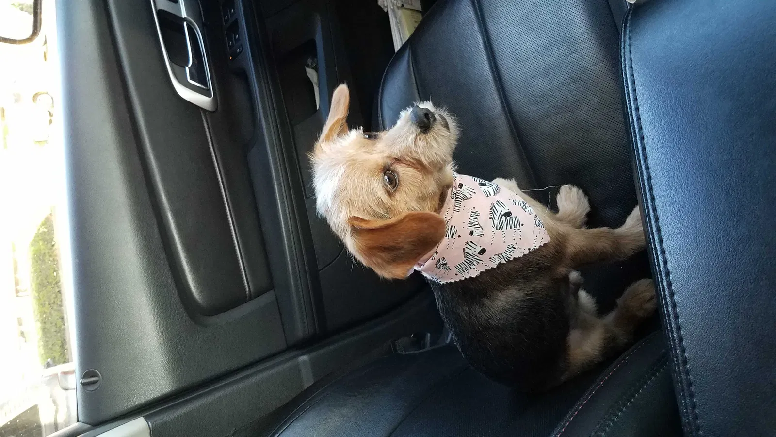 Lost dog in Memphis, TN, 38128